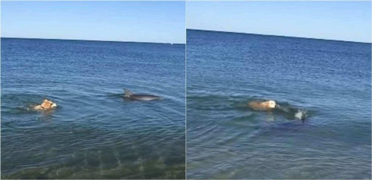 Moda Em passeio na praia, cão golden retriever faz linda amizade