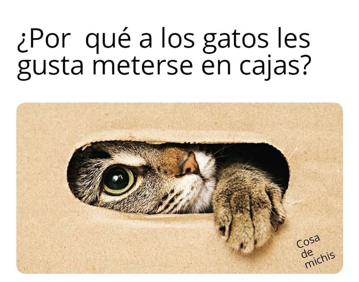 Moda ¿Por qué a los gatos les gusta meterse en cajas?