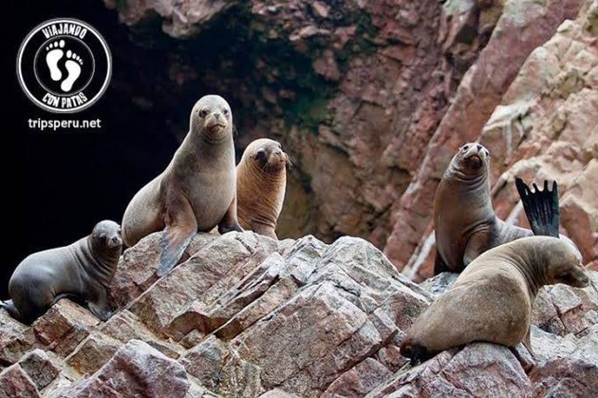 Lugar Islas Ballestas