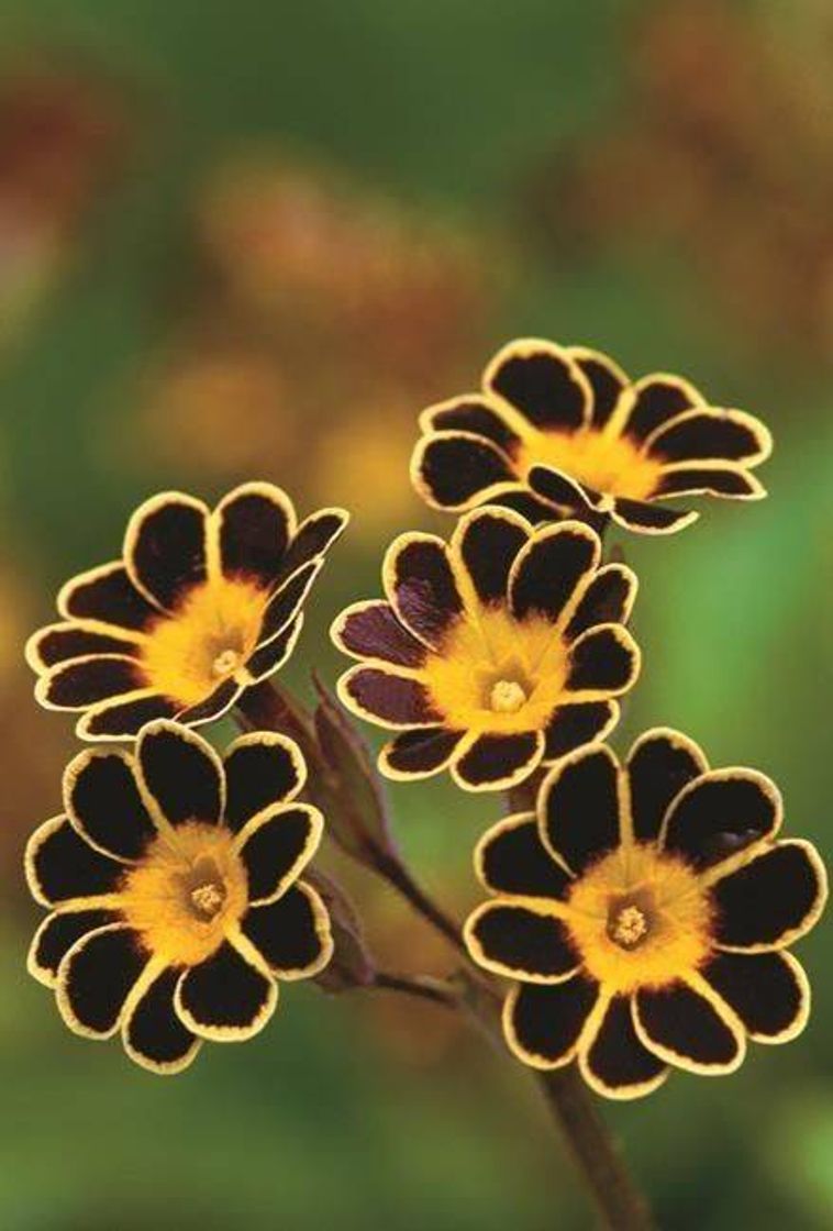 Fashion Primula auriculas