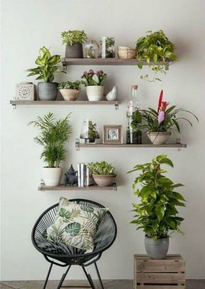 Moda Plantas dentro de casa