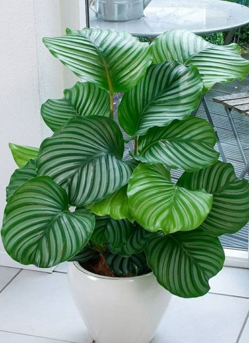 Producto Planta de sombra XXL con llamativo patrón de hojas – Calathea Ornata