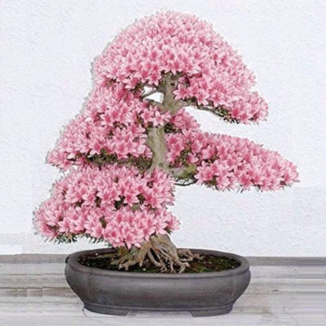 Producto Kisshes Semillas de la flor de cerezo, flor adorable flores fragantes Bonsai