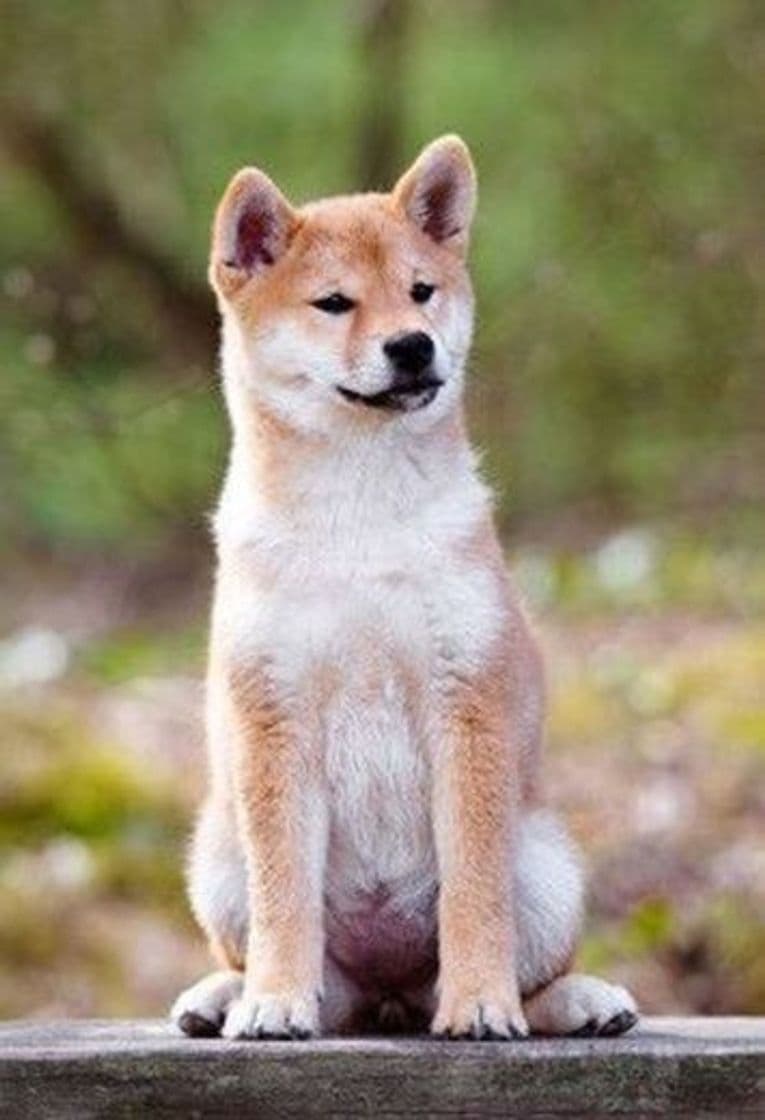 Moda Akita Inu