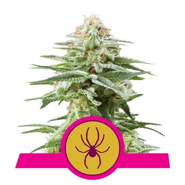 Moda White Widow