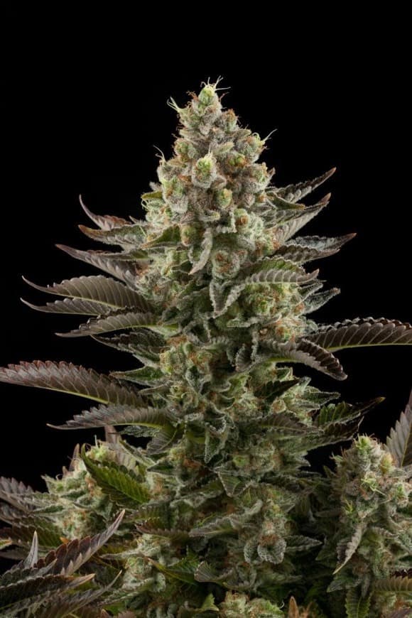 Moda White Widow