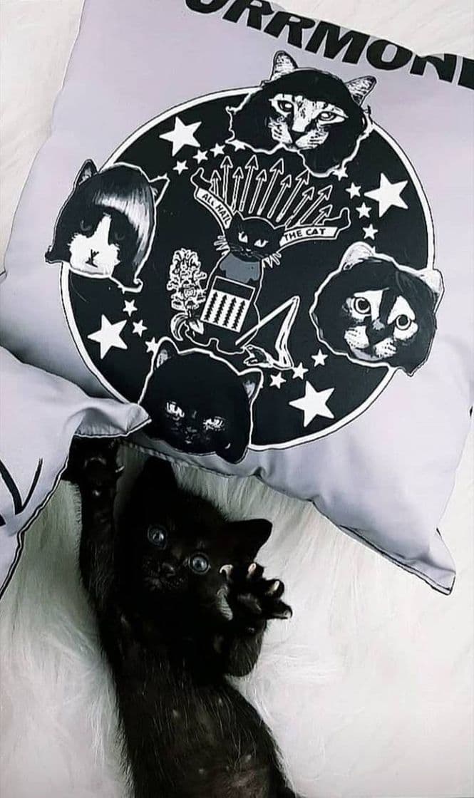 Product Almofada Gatinho Rock'n'roll