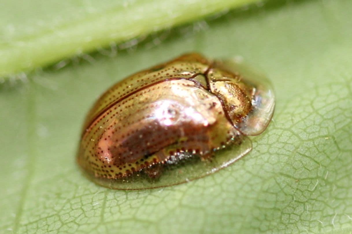 Moda Escarabajo Tortuga (Charidotella sexpunctata 