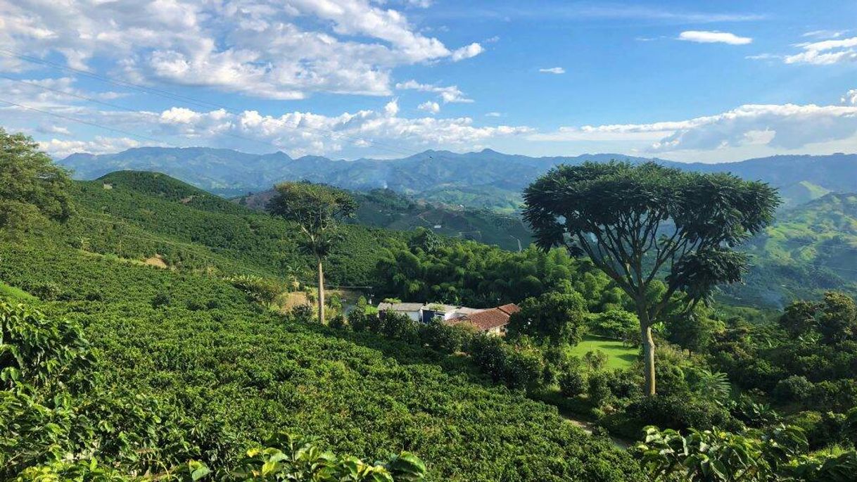 Fashion Coffee Cultural Landscape of Colombia