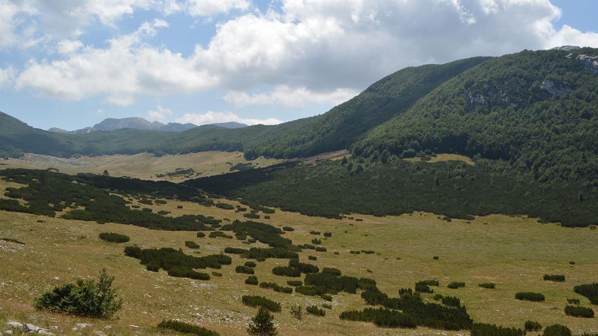 Fashion The Ancient and Primeval Beech Forests of the Carpathians