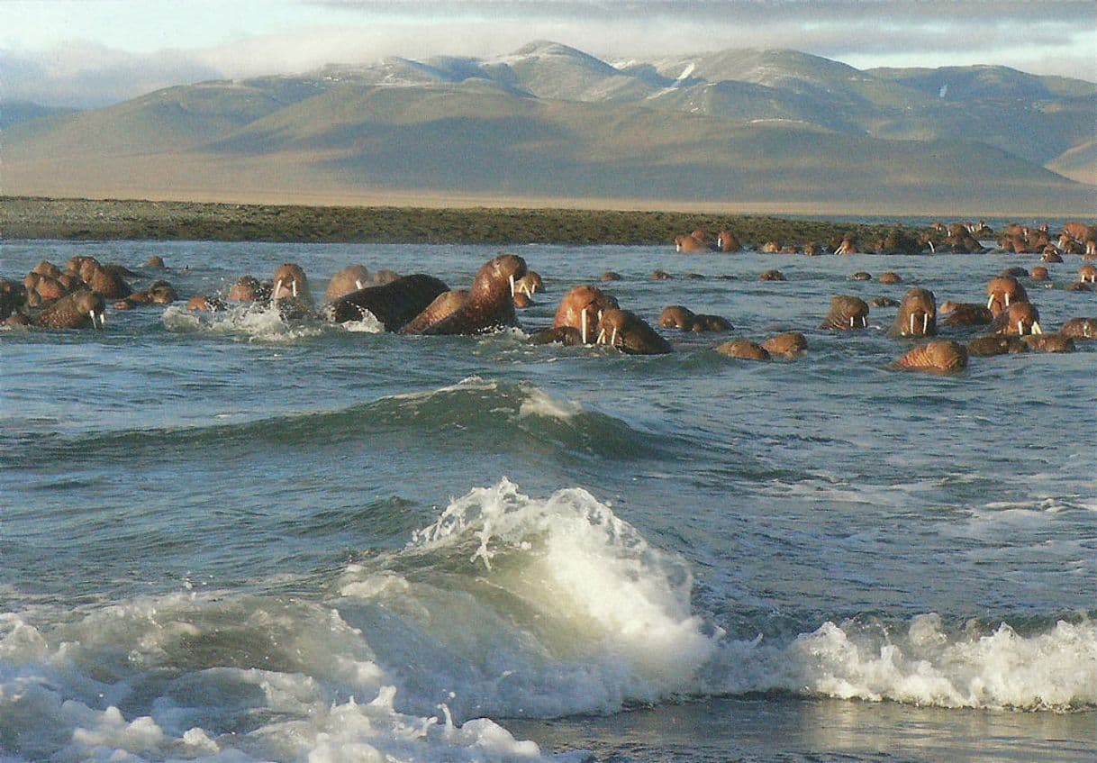 Moda Natural System of Wrangel Island Reserve