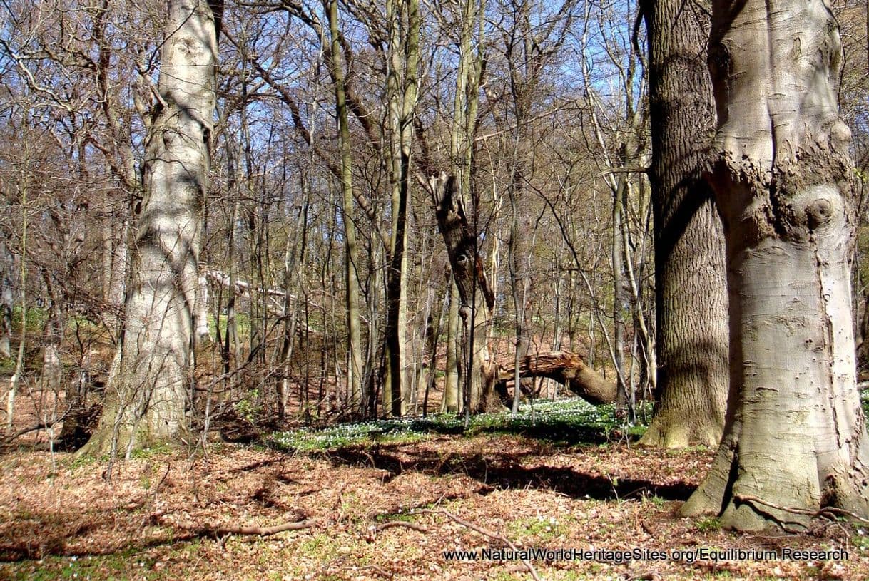 Fashion Ancient and primeval beech forests of the Carpathians