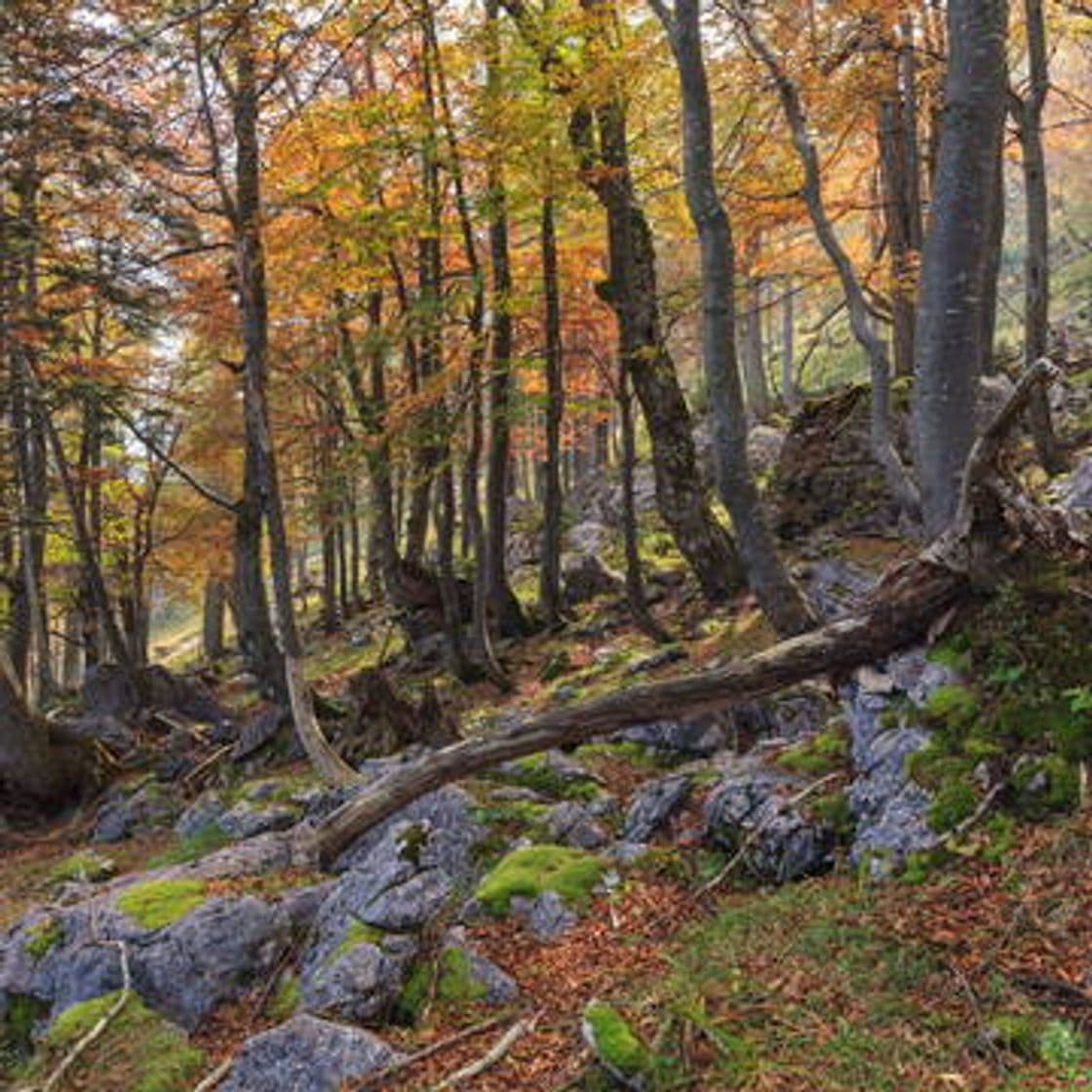 Fashion Ancient and Primeval Beech Forests of the Carpathians