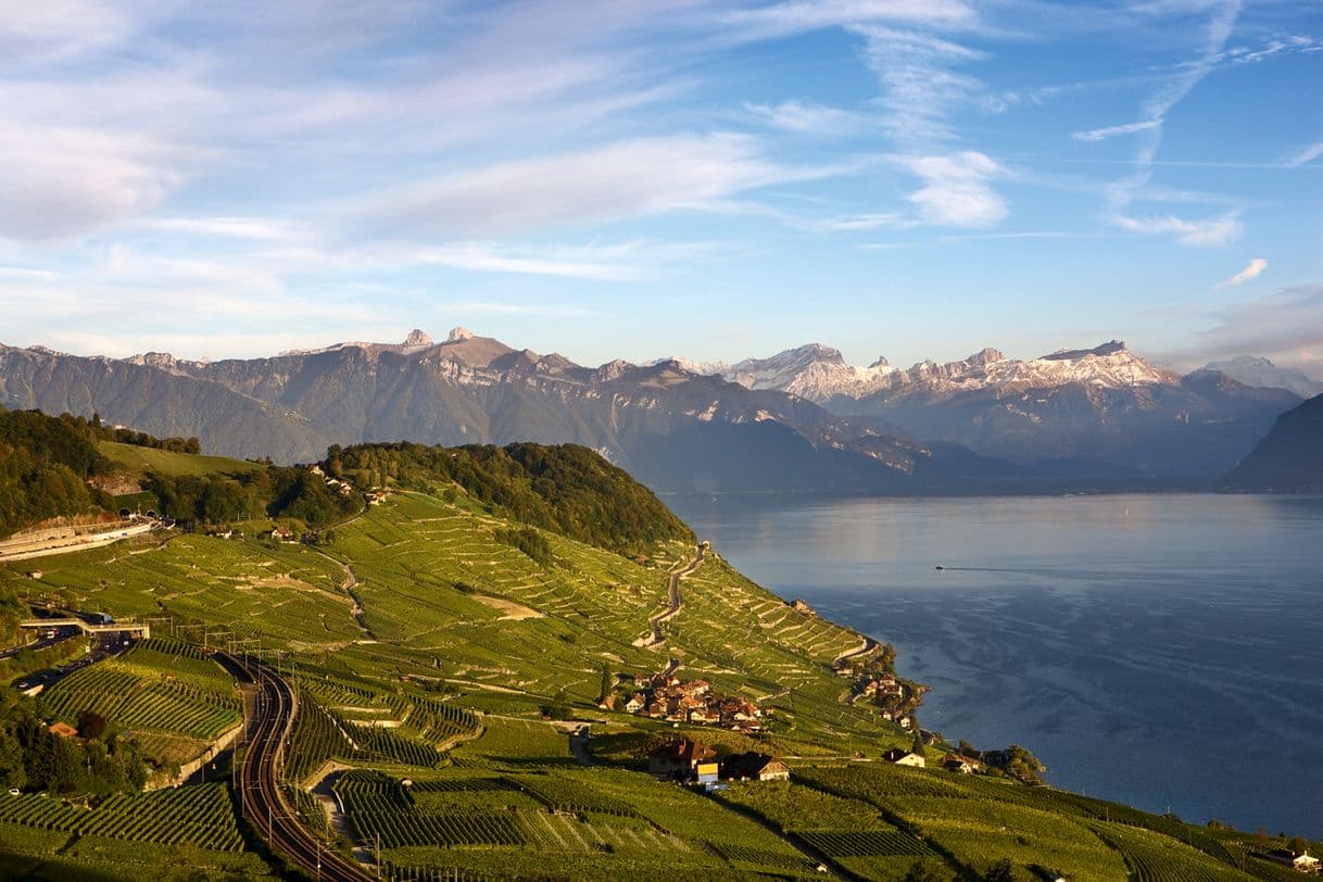 Moda Lavaux, Vineyard Terraces