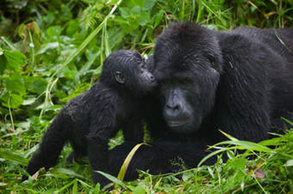 Fashion Bwindi Impenetrable National Park