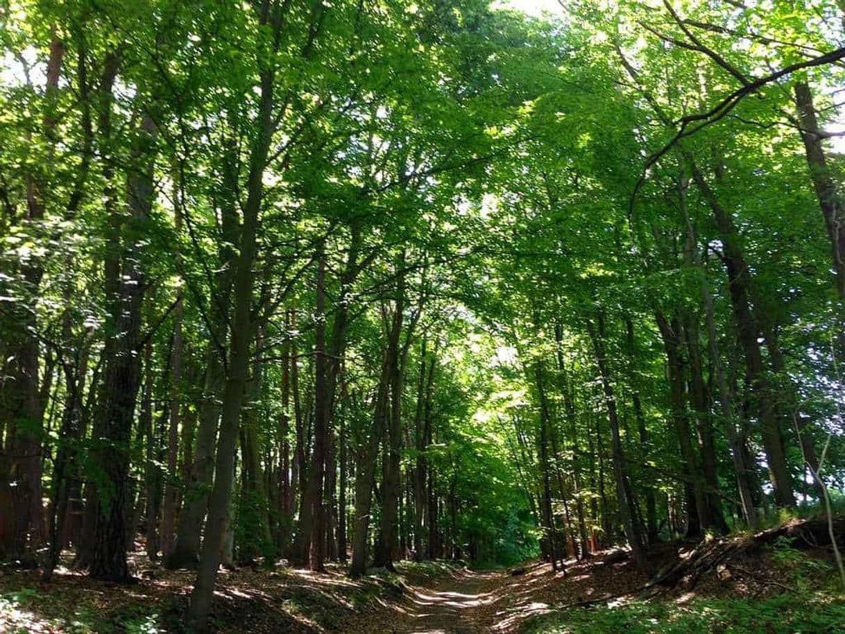 Fashion Ancient and Primeval Beech Forests of the Carpathians