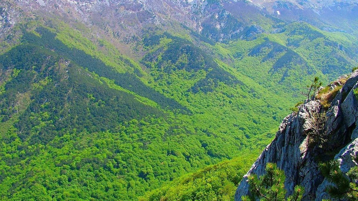 Moda Primeval Beech Forests of the Carpathians and Other Regions of ...