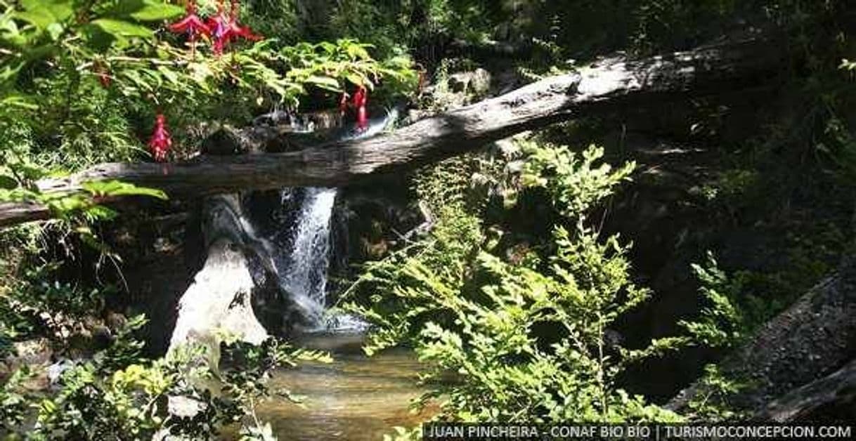 Lugar Reserva Nacional Nonguen