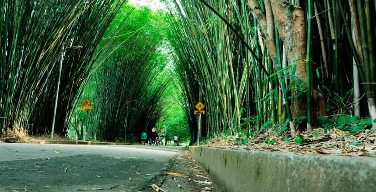 Place Parque Ibirapuera