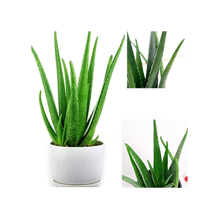 Producto Ncient 100 Semillas Aloe Vera Semillas Raras Flores Raras de Plantas Bonsai