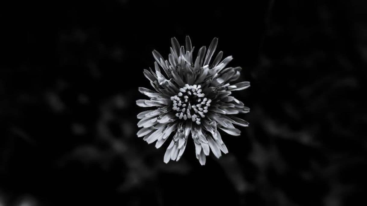 Fashion B&W flower