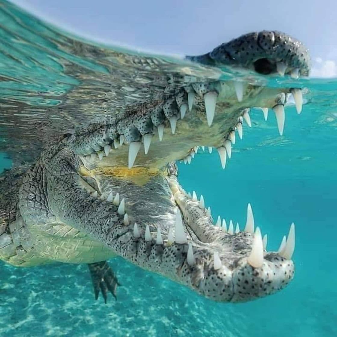 Moda Crocodylidae - Wikipedia, la enciclopedia libre