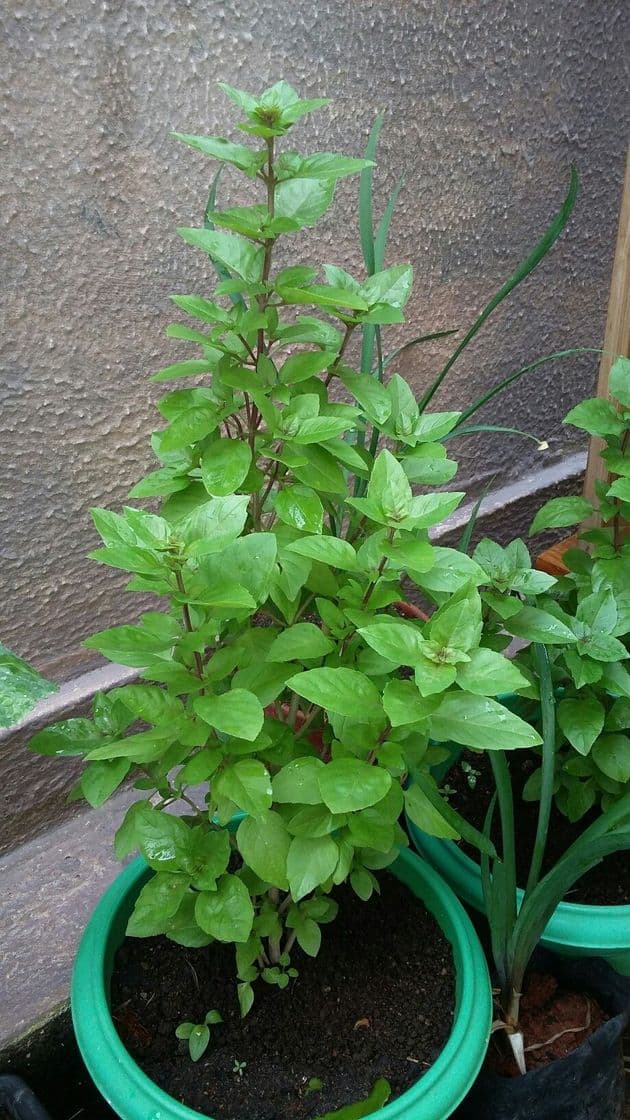 Moda Plantar manjericão em vaso.