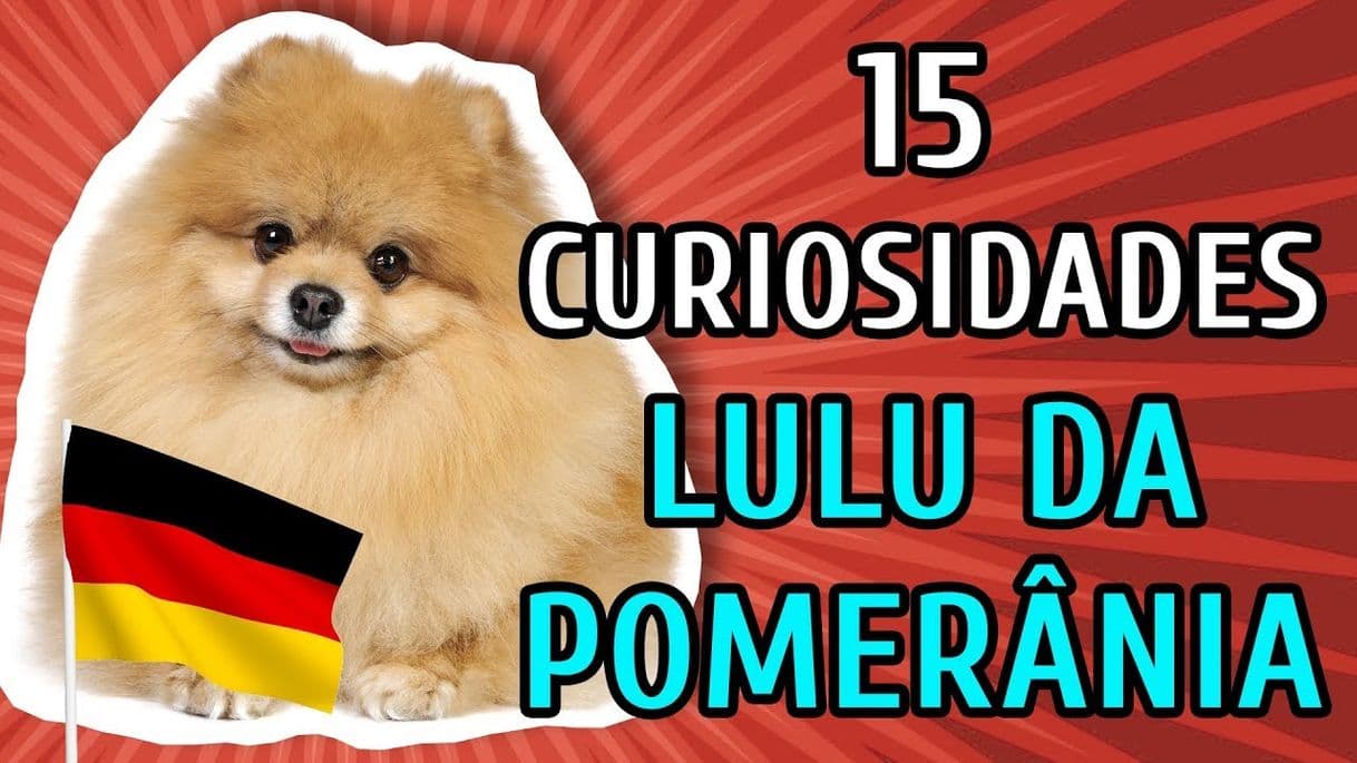 Moda 15 CURIOSIDADES SOBRE O LULU DA POMERÂNIA (Spitz ...