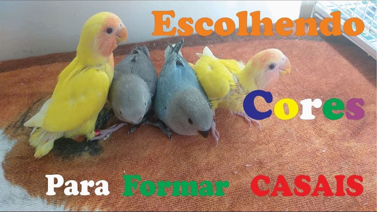 Moda Escolhendo as Cores - Casal de Agapornis - YouTube