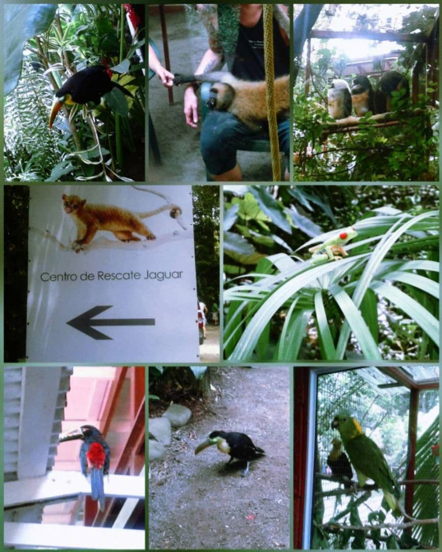 Lugar Jaguar Rescue Center