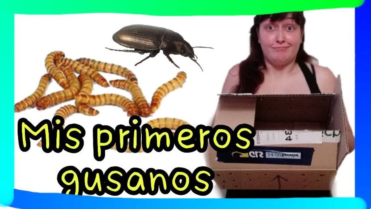 Fashion Mis primeros tenebrios - YouTube