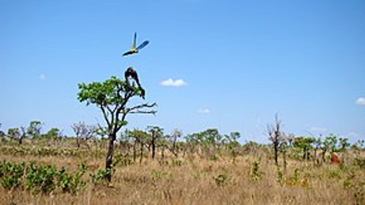 Place Parque Nacional das Emas (ICMBio-Instituto Chico Mendes de Conservação da Biodiversidade)