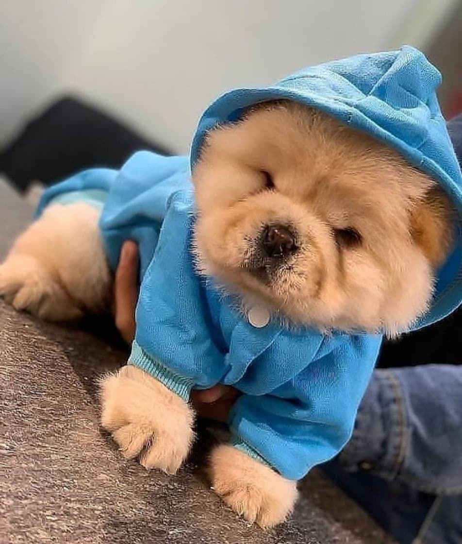 Fashion 🐕