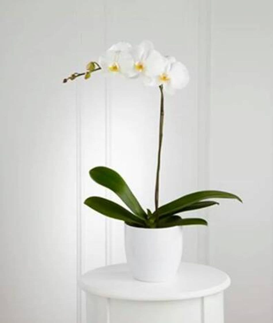 Producto Orquídea Internacional 