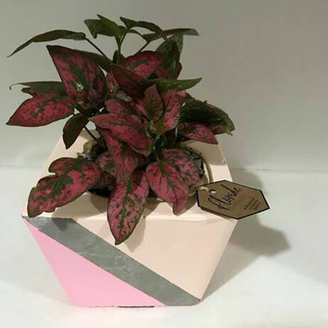 Producto Hypoestes