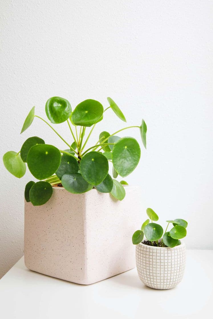 Producto Pilea