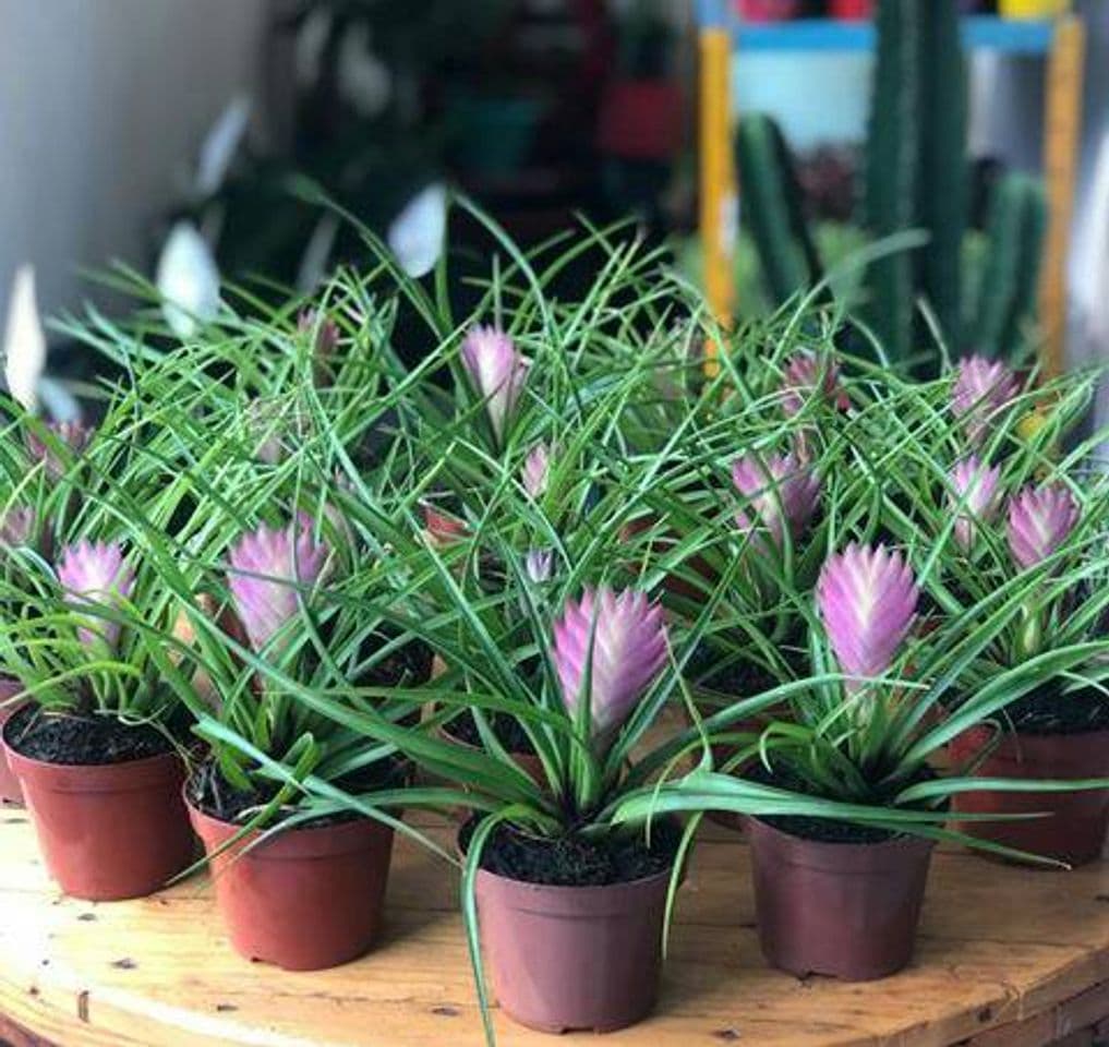 Producto Bromélias Tillandsia