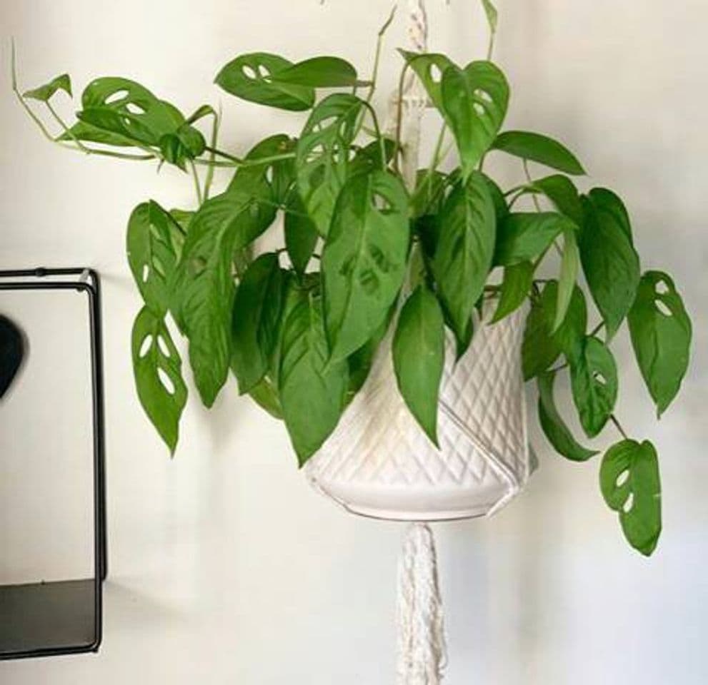 Moda Monstera Adansonii