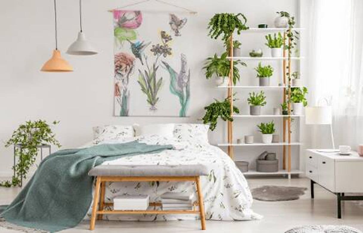 Producto Plantas Para Quarto