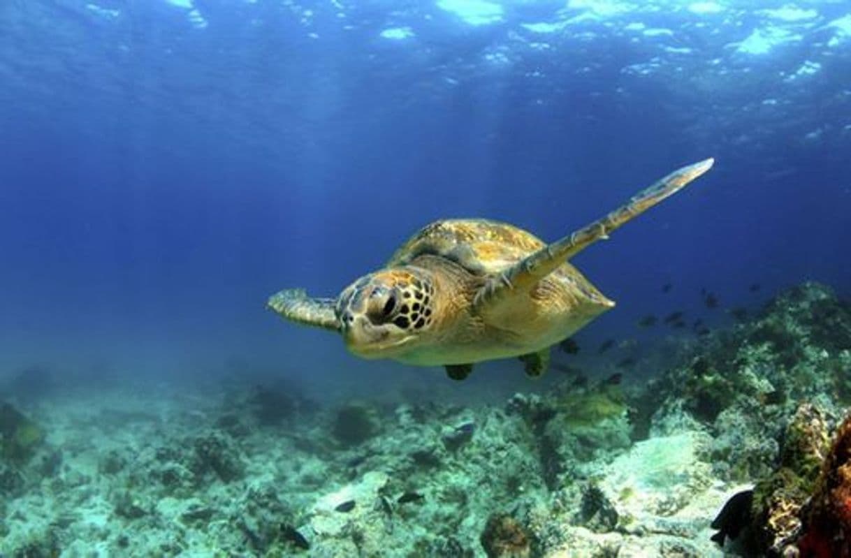 Lugar Islas Galápagos