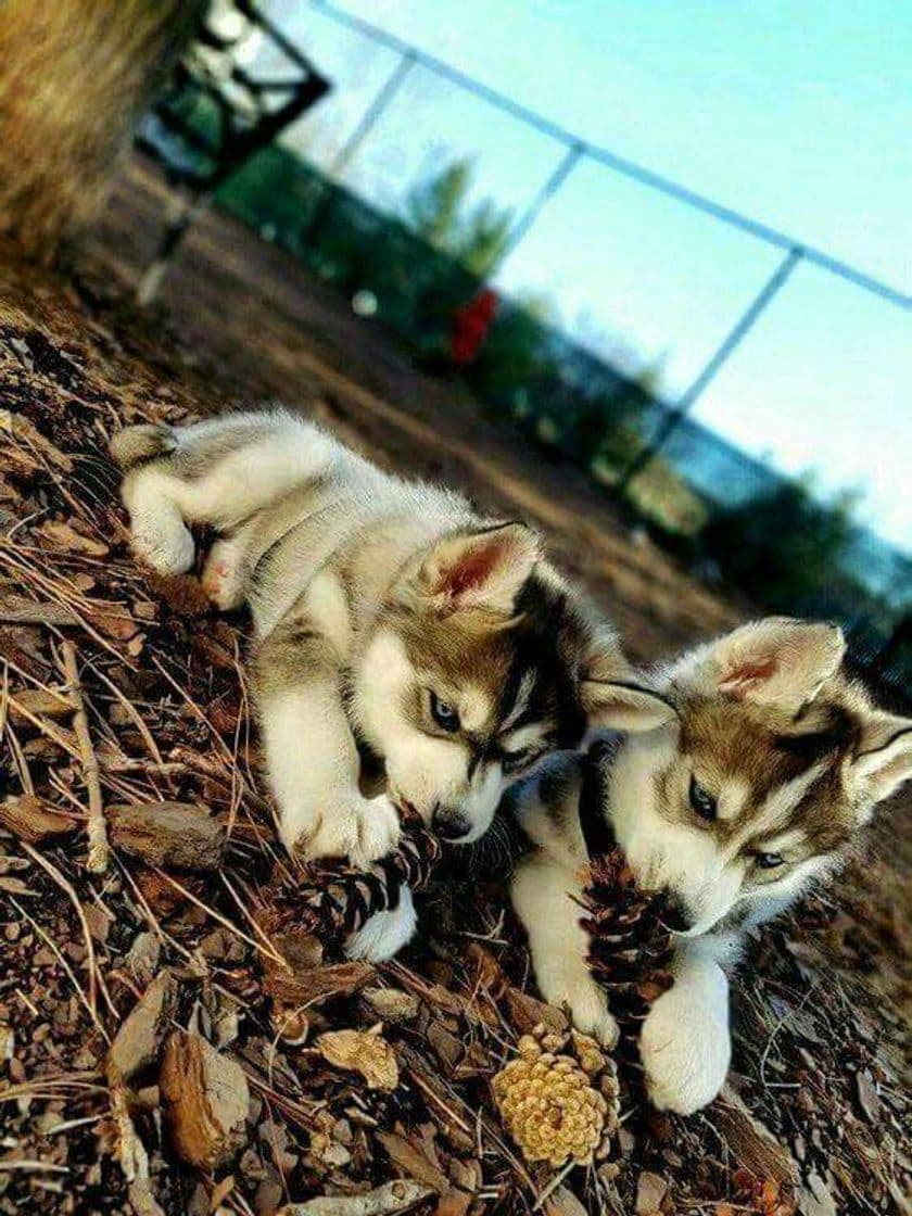 Moda Husky siberiano❄️🐺