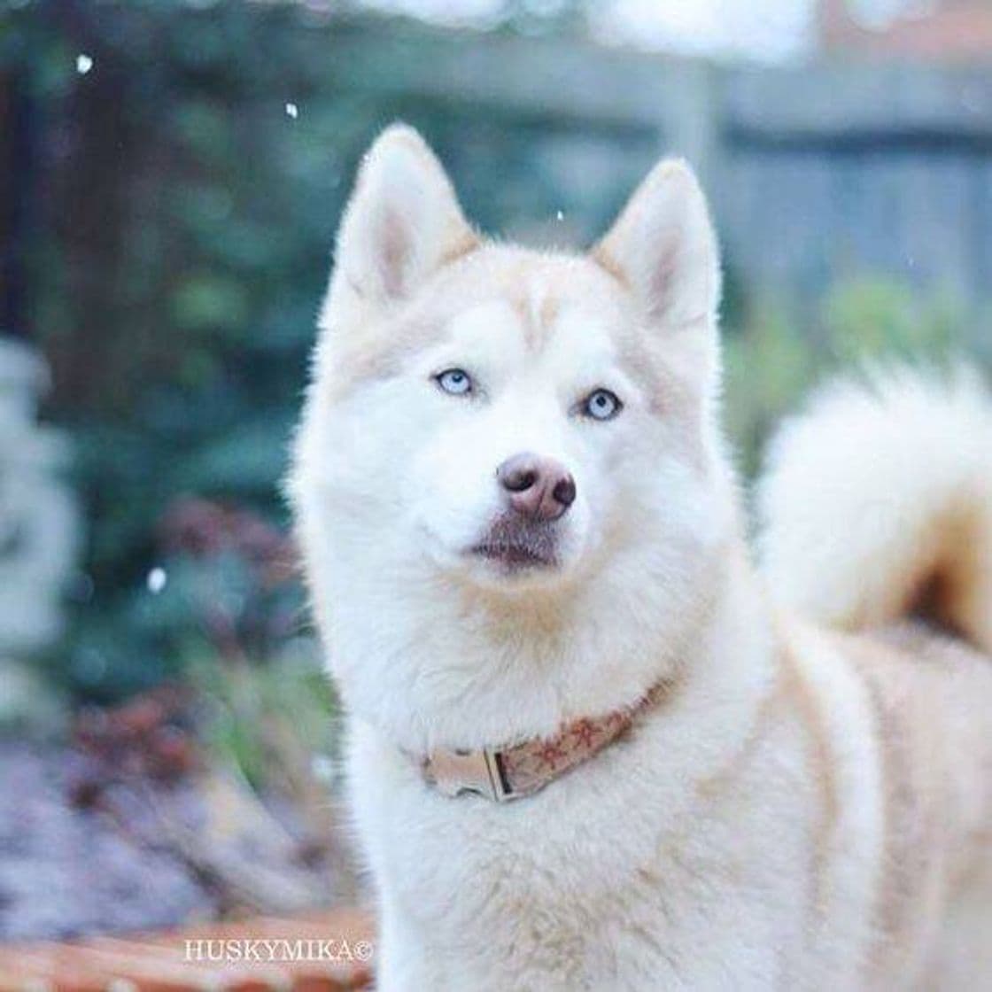 Moda Husky siberiano ❄️🐺