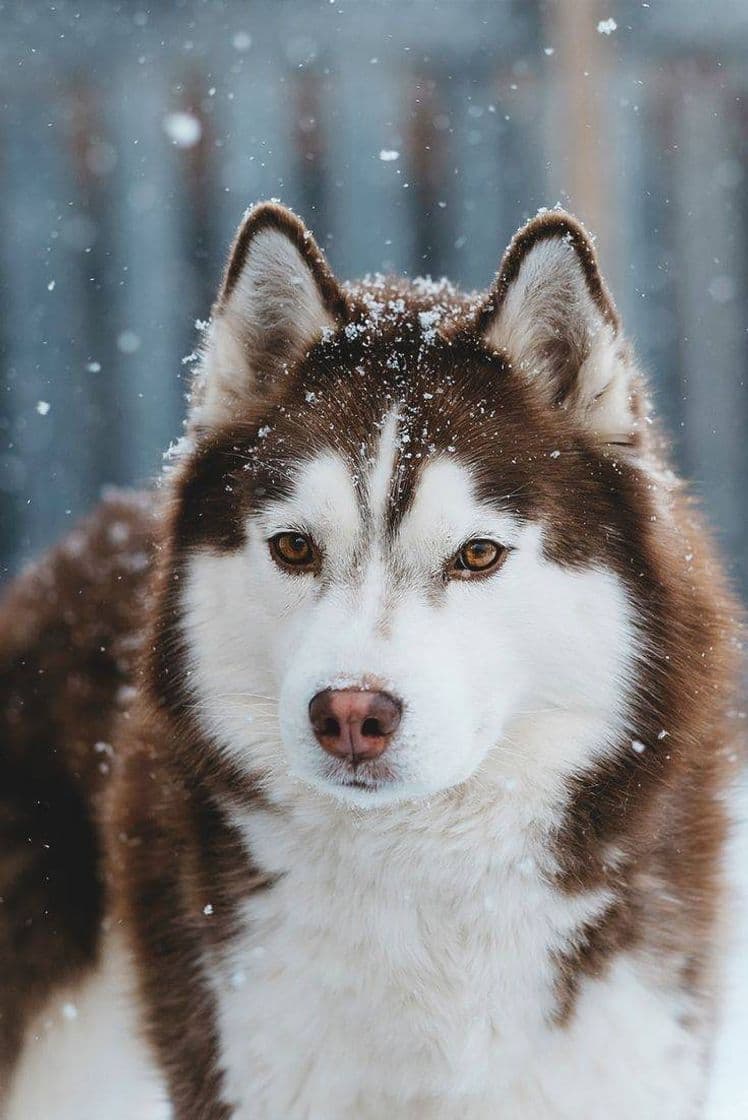 Moda Husky siberiano ❄️🐺