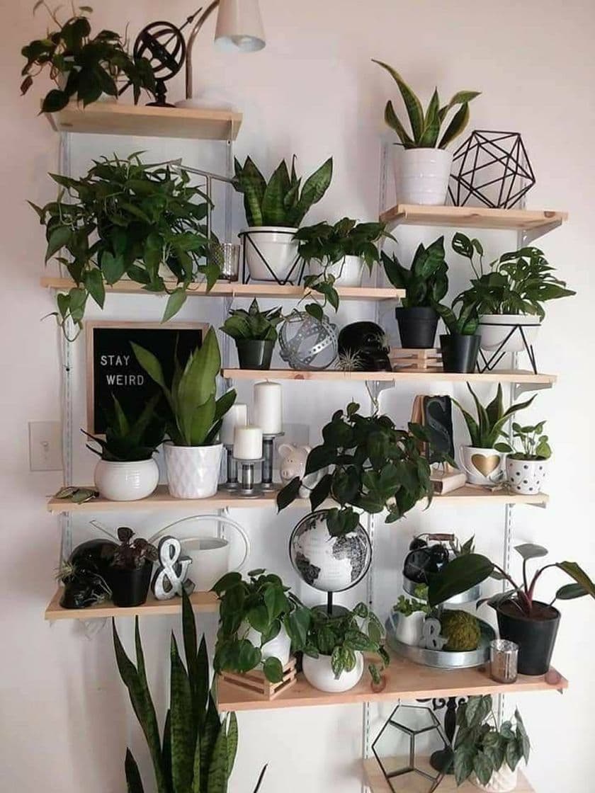 Moda Plantinhas organizadas 🌱