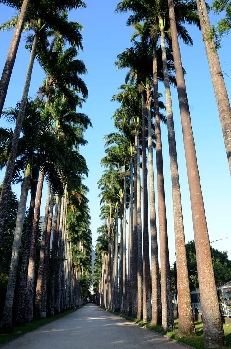 Lugar Jardim Botânico