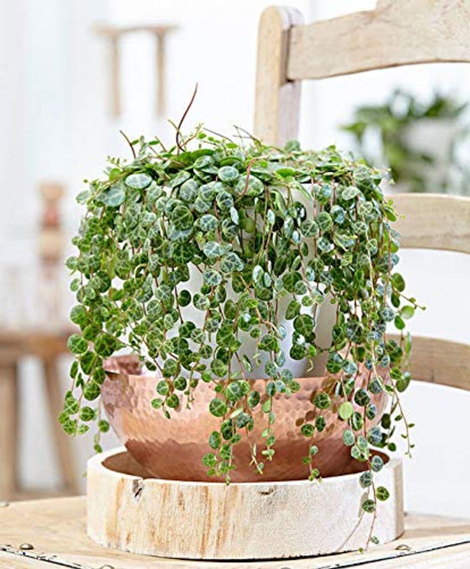 Product Portal Cool Las semillas 100pcs Peperomia prostrata Bonsai Bonsai flor exÃ³tica melÃ³n Hojas DecoraciÃ³n