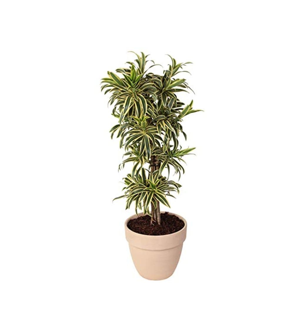 Product Dracaena Reflexa Pleomele Song of India en maceta terracota altura 120 cm