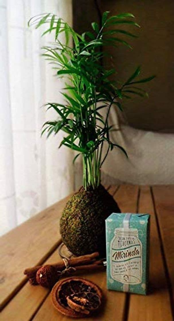 Product Kokedama Chamaedorea