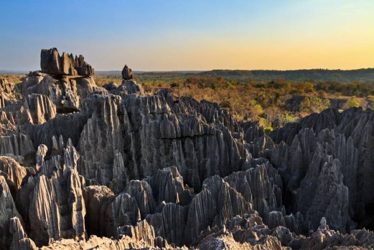 Lugar Conheça a floresta de pedra de Madagascar | Qual Viagem