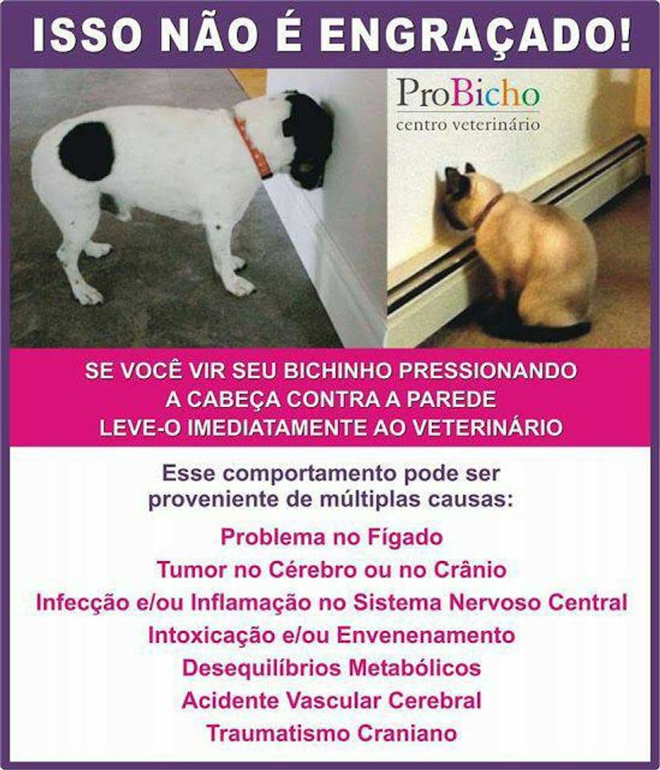 Fashion Dicas para pets 